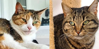 Rescue cats Ruby and Pudding from Furry Tails Feline Welfare, Blackpool, Lancashire, need a home
