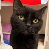 Rescue cat Sable from RSPCA - Stapeley Grange, Nantwich, Cheshire, needs a home