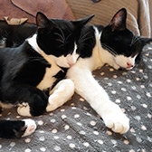 Rescue cats Scamp and Tufty from Canny Cats Rescue, Newcastle, Northumberland, Tyne & Wear, need a home