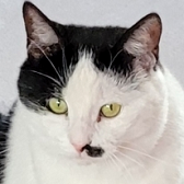 Rescue Cat Scrappy Doo, from Miracle Helping the Madness, Manchester, needs a home