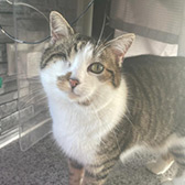 Rescue cat Smudge from Community Cats Network, Cork, County Cork, Munster, Ireland, needs a home