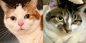 Rescue cats Snuggles and Sparkle from Kats Cradle Cat Rescue, Wolverhampton, Staffordshire, West Midlands, need a home