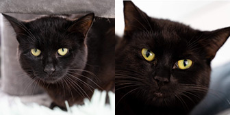 Rescue cats Stig and Dumpling from RSPCA - Worcester & Mid Worcestershire Branch, Worcestershire, need a home