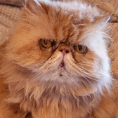 Rescue Cat Tammy from Strawberry Persian Pedigree Cat Rescue UK, Malvern, needs a home