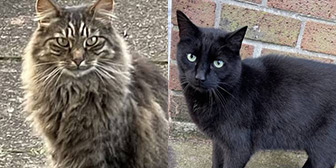 Rescue cats Tiger and Black Puss from 7th Heaven Animal Rescue Trust, Newton Abbey, Ireland, need a home