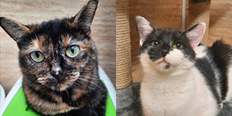 Rescue Cats Tilly & Sheldon, Little Paws Cat Haven, Wolverhampton needs a home