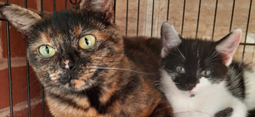 Rescue Cats Tilly & Sheldon, Little Paws Cat Haven, Wolverhampton needs a home