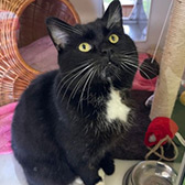 Rescue cat Timone from Leicester Animal Aid, Leicester, Leicestershire, needs a home