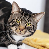 Rescue cat Todd from RSPCA - Worcester & Mid Worcestershire Branch, Worcester, Malvern, Droitwich, Redditch, Bromsgrove, Rubery, Alcester, Henley-in-Arden, Pershore, Worcestershire, needs a home