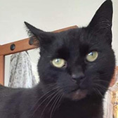 Rescue cat Venus from Cat Action Trust 1977 - Doncaster South, Doncaster, South Yorkshire, needs a home