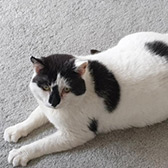rescue cat Walter from Rescue Kitties, Manchester, Lancashire, needs a home 