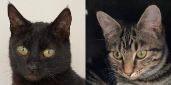 Rescue Cats Winnie & Aurora, Aylesbury Cat Rescue, Aylesbury needs a home