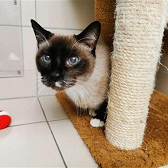 Rescue cat Otis from Raystede Centre for Animal Welfare, Ringmer needs home
