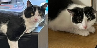 Rescue Cats Patch & Andy, Lulubells Rescue, Enfield needs a home
