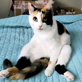 Rescue cat Angelina, at Leeds Cat Rescue, Yorkshire, needs a new home