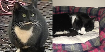 Rescue cats Aria and Henrietta from The Ark Animal Rescue & Retirement Home, Louth, Lincolnshire, need a home