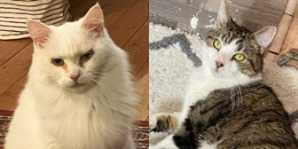 Rescue cats Arthur and Penny from The Sheffield Cats Shelter, Sheffield, South Yorkshire, need a home