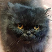 Rescue Persian cat Bella from Whinnybank Cat Sanctuary, Newburgh, Fife, Tayside, needs a home