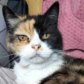 Rescue cat Belle from Garston Animal Rescue, Liverpool, Merseyside, needs a home