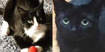 Rescue cats Betty and Bella from Cats Guidance Rescue, Wigan, Lancashire, need a new home