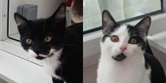 Rescue cats Billy and Bobby from Thanet Cat Club, Broadstairs, East Kent, need a home