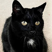 Rescue cat Blodwyn from Cat Rescue (Chippenham), Chippenham, Wiltshire, needs a home