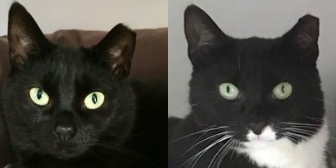 Rescue Cats Bonnie & Millie, Lancashire Paws Cat Rescue, Bury / Bolton  needs a home