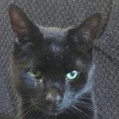 Rescue Cat Boris, Feline Friends London, Hackney needs a home