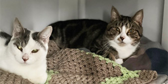 Rescue cats Zippy and Bungle from RSPCA - Tunbridge Wells and Maidstone, West Kent, need a home