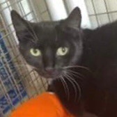  Rescue Cat, Chelsea, from The Love of Cats Rescue, Rotherham, South Yorkshire, needs a home