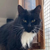 Rescue cat Chips from Cats Protection - Worthing & District worthing, West Sussex, needs a new home