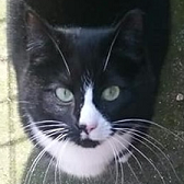 Rescue Cat Chutney from 7th Heaven Animal Rescue Trust, Newton Abbey, needs a home