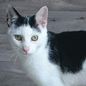 Rescue cat Darcy from 7th Heaven Animal Rescue Trust, Newton Abbey, Ireland, need a home