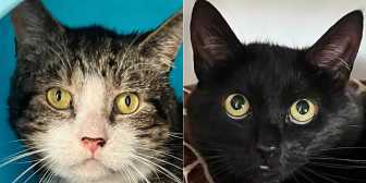 Rescue Cats Dolly & Mr Tabz, Stray Cat Rescue Team West Midlands, Wolverhampton  needs a home