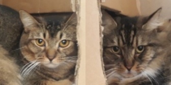 Rescue Cats Ruby & Dot, Celia Hammond Animal Trust - Lewisham, Lewisham needs a home