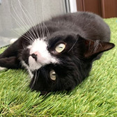 Rescue cat Elsa from RSPCA - London East, Chingford, East London, Greater London, needs a home