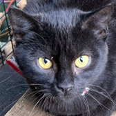 Rescue cat Enzo from Consett Cat Rescue, Consett, Durham, County Durham, needs a home