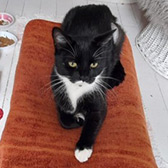 Rescue cat Fliss from Little Cottage Rescue, Luton, Hertfordshire, Buckinghamshire & Bedfordshire, needs a home