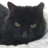 Rescue cat Fluffy, from Cats Protection, North Hertfordshire, needs a home