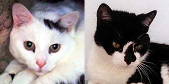 Rescue cats Gizmo and Maya from The Ark Animal Rescue & Retirement Home, Louth, Lincolnshire, need a home