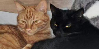 Rescue cats Matz and Goose, at Marjorie Nash Cat Rescue, Amersham, need a new home