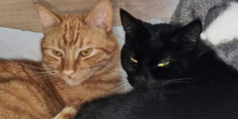 Rescue cats Matz and Goose, at Marjorie Nash Cat Rescue, Amersham, need a new home