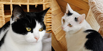 Rescue cats Harriet and Patch from Stray Cat Rescue Team West Midlands, Wolverhampton, Birmingham, West Midlands, need a new home