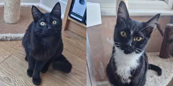 Rescue cats Ishmael and Isaac from Garston Animal Rescue, Liverpool, Merseyside, need a home