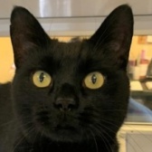 Rescue Cat JoJo, Clacton National Animal Welfare Trust, Clacton needs a home