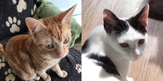 Rescue cats Kai and Patch from Leeds Cat Rescue, Leeds, North Yorkshire, West Yorkshire, need a home