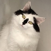Rescue cat Lucky from All Cats Rescue, Southampton, Hampshire, needs a home