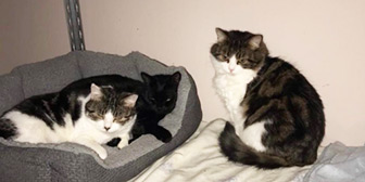 Rescue Cats Magic, Mindy and Honey from All for The Love of Paws, West Bromwich, West Midlands, need a home