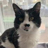 Rescue cat Margo from Cats Protection - Rugby, Warwickshire, needs a home