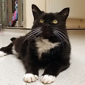 Rescue cat Marmite, at Raystede Centre for Animal Welfare, Ringmer, needs a new home